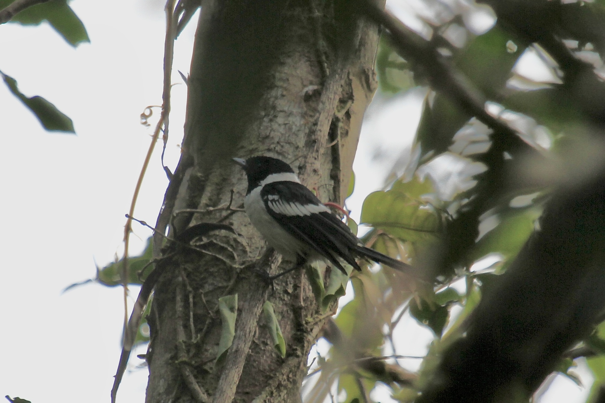 White-collared Monarch (Symposiachrus vidua)