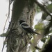 Symposiachrus vidua - Photo (c) Bird Explorers, algunos derechos reservados (CC BY-NC), subido por Bird Explorers