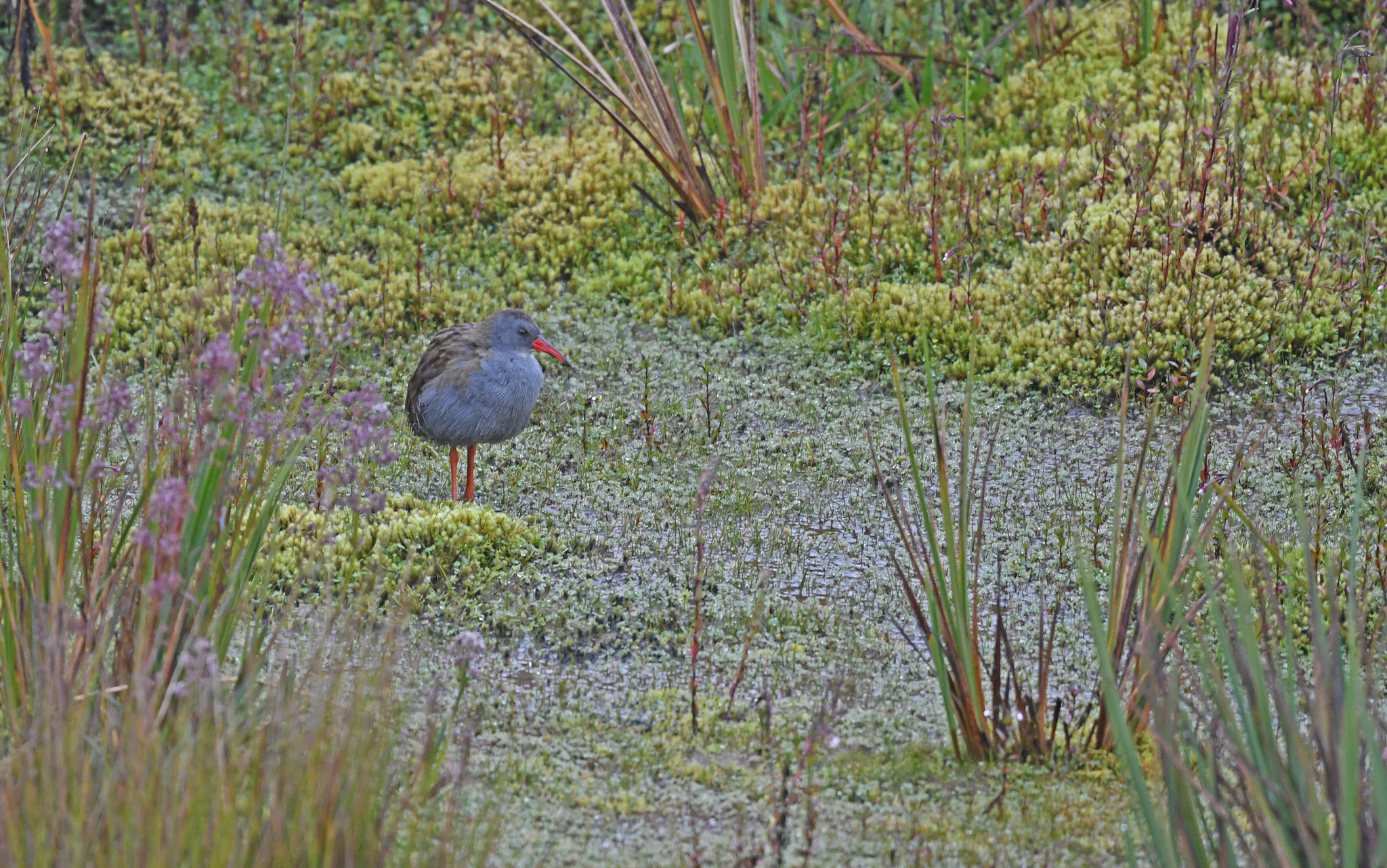 Bogota Rail (Rallus semiplumbeus), photo 6