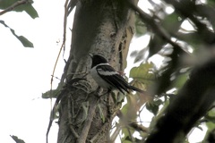 Symposiachrus vidua