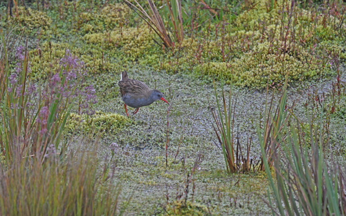 Bogota Rail (Rallus semiplumbeus), photo 8