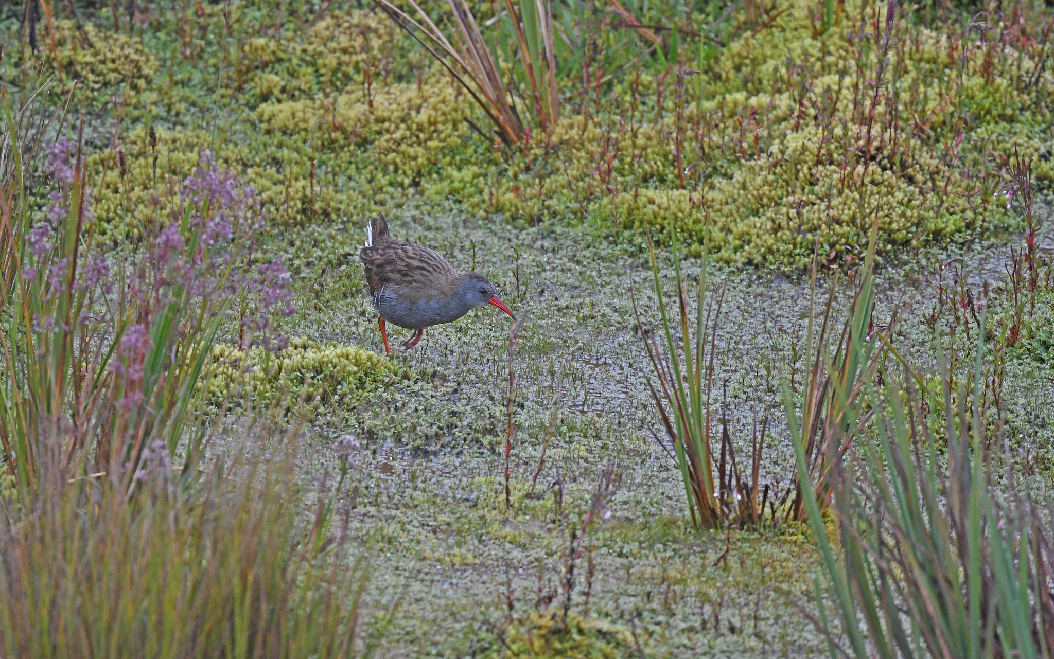 Bogota Rail (Rallus semiplumbeus), photo 7