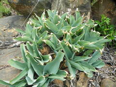 Merwilla plumbea