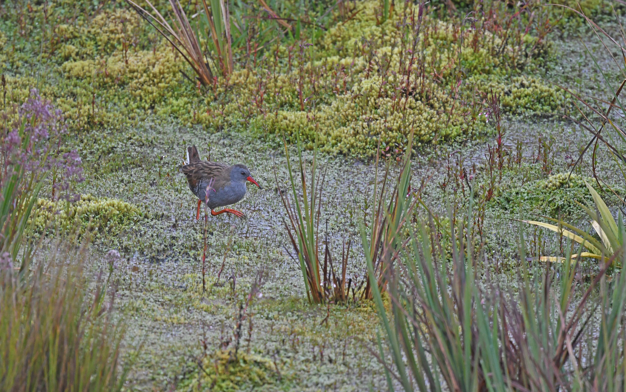 Bogota Rail (Rallus semiplumbeus), photo 8