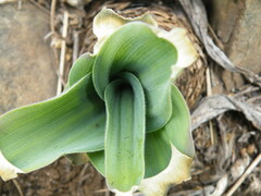 Merwilla plumbea