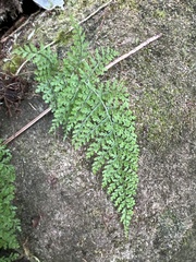 Dryopteris glabra pusilla