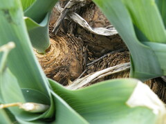 Merwilla plumbea