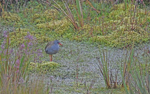 Bogota Rail (Rallus semiplumbeus), photo 10