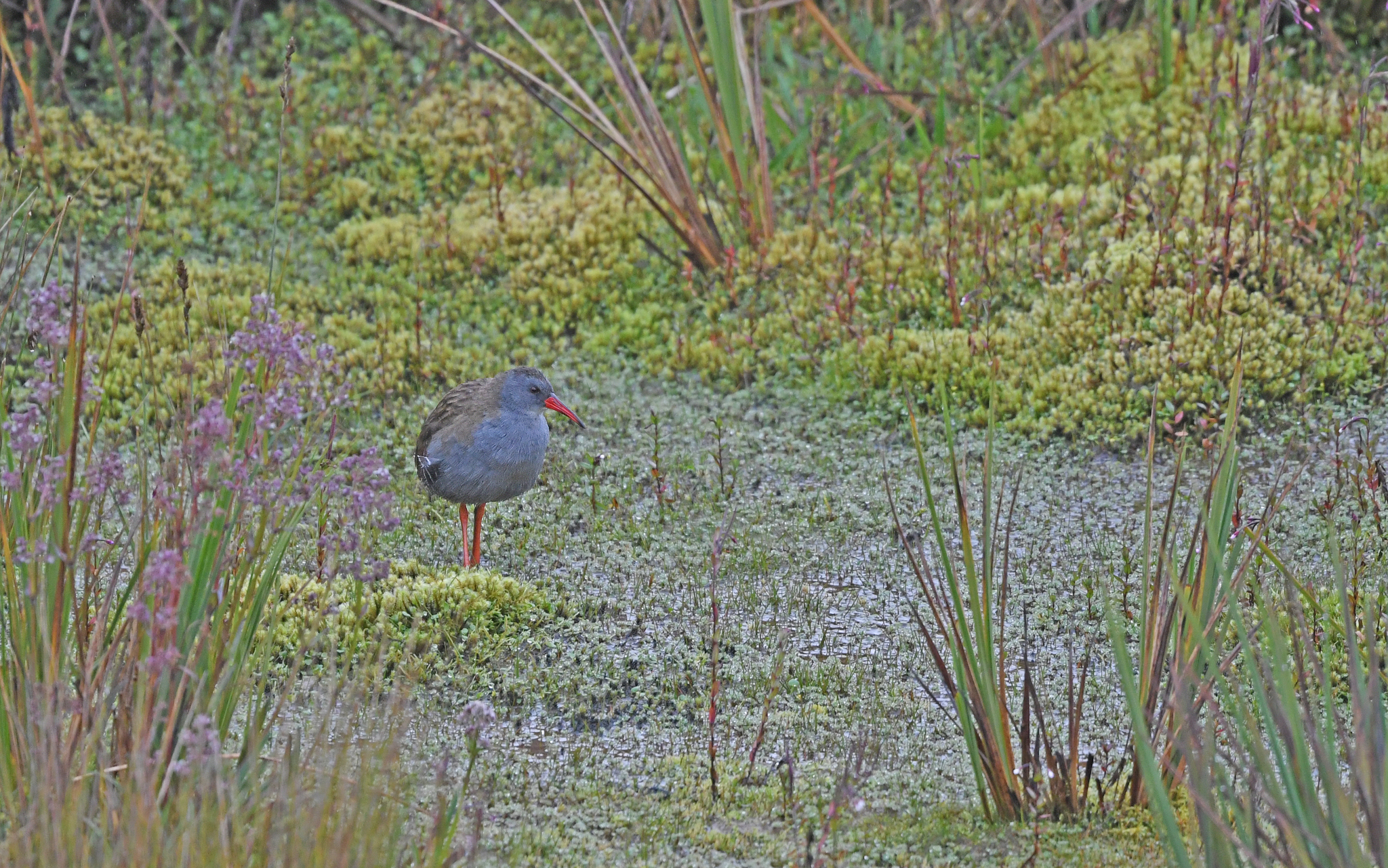 Bogota Rail (Rallus semiplumbeus), photo 9