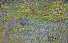 Rallus semiplumbeus