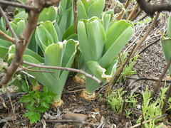 Merwilla plumbea