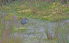 Rallus semiplumbeus