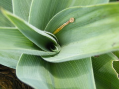 Merwilla plumbea