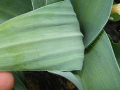 Merwilla plumbea