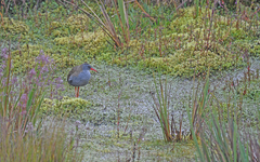 Rallus semiplumbeus
