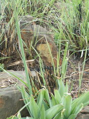 Merwilla plumbea