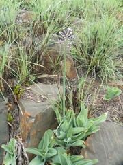 Merwilla plumbea