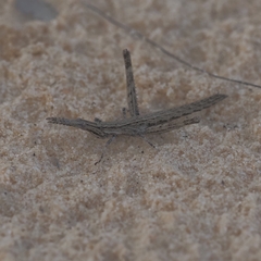 Vandiemenella viatica