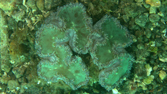 Catalaphyllia jardinei