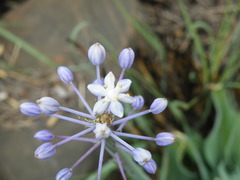 Merwilla plumbea