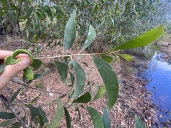 Acacia aulacocarpa