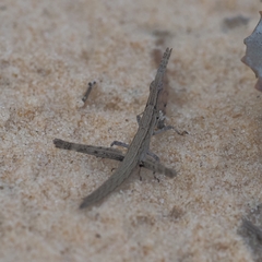 Vandiemenella viatica