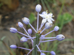 Merwilla plumbea