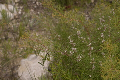 Hakea trifurcata