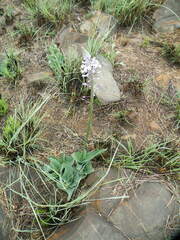 Merwilla plumbea
