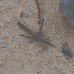 Vandiemenella viatica