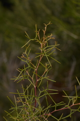 Hakea trifurcata