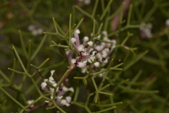 Hakea trifurcata