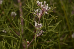 Hakea trifurcata