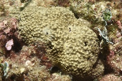 Irciniidae