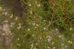 Hakea trifurcata