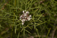 Hakea trifurcata