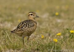 Charadrius morinellus