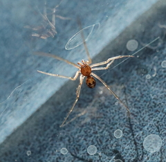Steatoda triangulosa