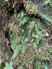 Dryopteris glabra pusilla