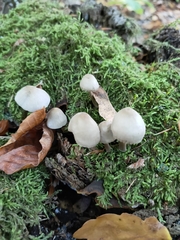 Agaricales
