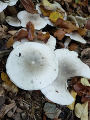 Agaricales