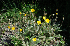 Argentina tugitakensis
