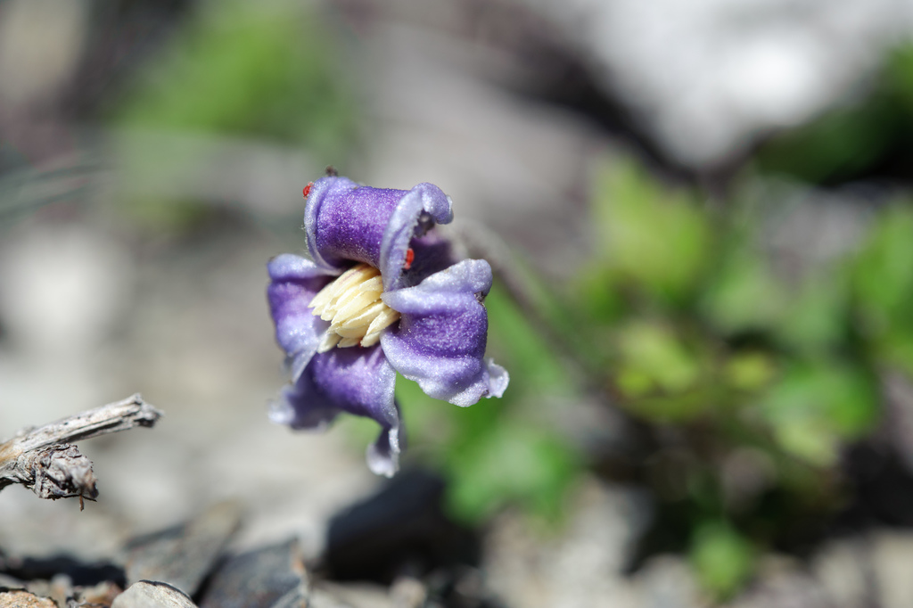 Clematis tsugetorum