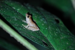 Diasporus diastema