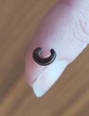 Chtonobdella limbata