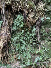 Dryopteris glabra pusilla