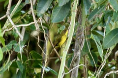 Pachycephala orioloides