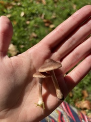 Entoloma sericeum