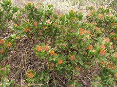 Leucospermum praecox