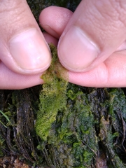 Hydrodictyon reticulatum